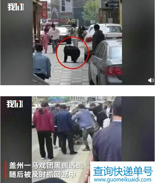 辽宁一马戏团黑熊逃跑上街