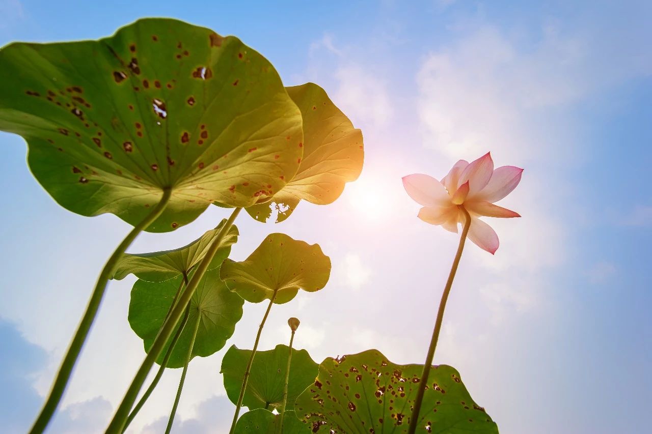 入伏从哪天算起:夏至后第几天是第一伏